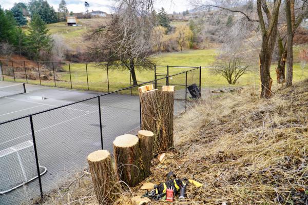 20240208 Mariposa Park invasive trees stumps