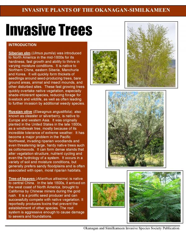 Invasive Trees updated Dec 2023 jpg Page 3