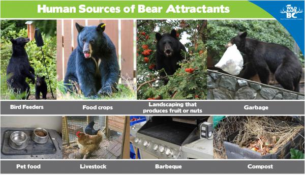 Human Sources of Bear Attractants 2022 01